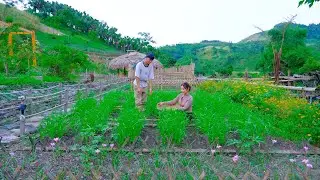 Sang Vy harvests clean organic vegetables and sells them - Working together on the garden and farm