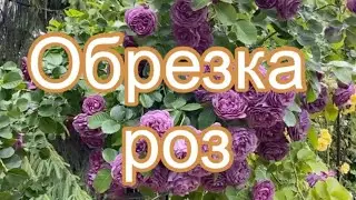 ОБРЕЗКА РОЗ НА ВТОРУЮ ВОЛНУ ЦВЕТЕНИЯ.