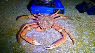 Giant Foraged Spider Crab Cooked on the Beach at 2AM - Coastal Foraging Summer Spider Crab Season