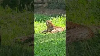 Leopard Mysore Zoo | 