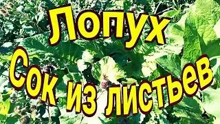 Лопух.  Сок из листьев.
