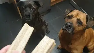 The things dogs will do for treats!