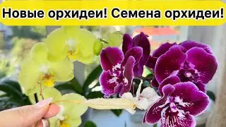 Новые орхидеи. Получаю семена орхидеи. Размножение орхидей