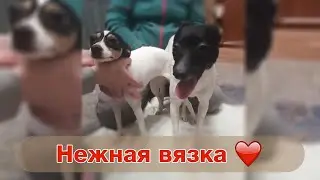 Вязка собак породы американский той фокстерьер / American toy fox terrier mating / Собачья романтика