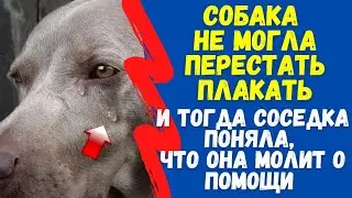 Собака Не Могла Перестать Плакать, И Тогда Соседка Поняла, Что Она Молит о Помощи