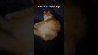 Мой кот стал толстым 🙂