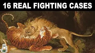 LION VS TIGER - 16 Real fighting cases