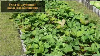 Уход за клубникой после плодоношения