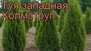 Туя западная Холмструп (thuja occidentalis holmstrup) 🌿 обзор: как сажать, саженцы туи Холмструп