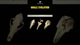 Evolution of the Whale's blowhole