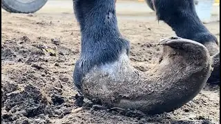 7-year-old donkey becomes worthless because of its deformed hoof!