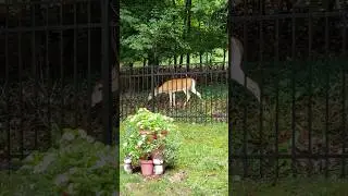 Deer & Baby Fawn @ Backyard Fence  #deershorts #deer #fawn #shorts