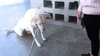 Loyal blind dog waited in vain for her owner at the subway station, she collapsed