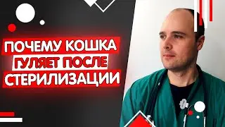 Почему кошка гуляет и просит кота после стерилизации