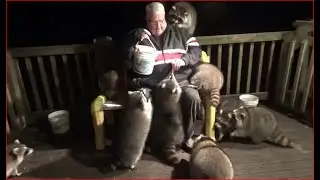 Monday Night - Raccoons try whipped cream