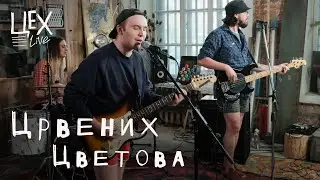 ЦРВЕНИХ ЦВЕТОВА: Цех live