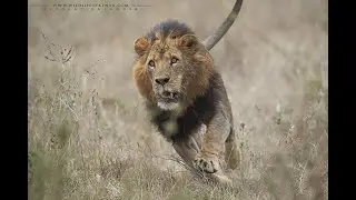 Wildlife of Kenya 2020