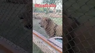 viral shorts, trending shorts, yt shorts, animal, animation, lions #lionattitude cat cat videos,