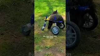 Baby Goat Stands Up With Dog's Help! | The Dodo