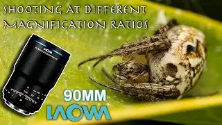 Why the Laowa 90mm is my go-to Macro Lens in the Field