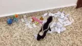 Cute baby skunks gang making a mess ! Funny animals !