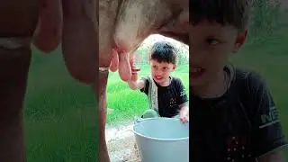 choti choti gaiya