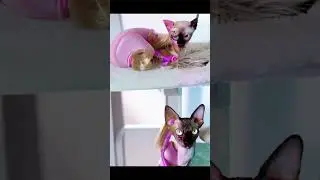 Какая кошечка понравилась вам больше