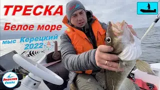 ✅ ТРЕСКА НА БЕЛОМ МОРЕ 2022  🎣🐟🐟🐟мыс. КЕРЕЦКИЙ 