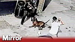 Pushes for ban of 'lethal' American XL Bully dogs after horror attack