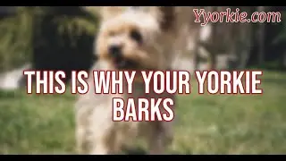 You Won't Believe Why Yorkies Bark So Much (Find Out Now!)