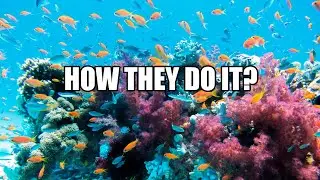 How do fish reproduce? Explained