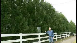 Low Maintenance Hedge -Spartan Juniper