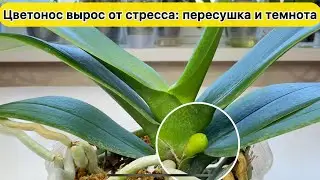Темнота и Пересушка орхидеи в результате РАСТЕТ ЦВЕТОНОС орхидеи