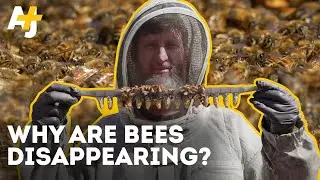 Why Are America’s Honeybees Dying?