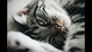 The mother cat and her children sleeping 😻