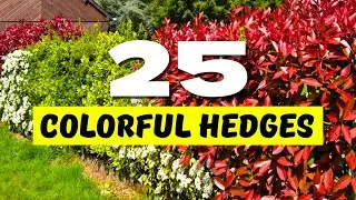 🌈 COLORFUL HEDGES! 25 Best Hedge Plants with VIBRANT Leaves! ✨🍃