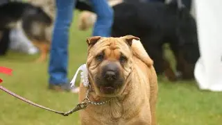 The Tragic History of the Shar Pei