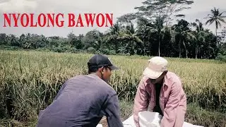 NYOLONG BAWON | FILM PENDEK | PADEPOKAN FILM # 86