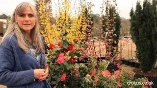 Early flowering shrubs