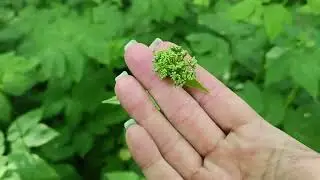 что съедобного растет в лесу (Ленинградская область). июнь