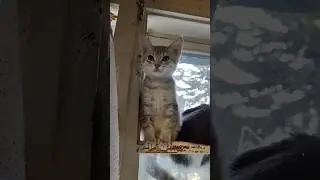 Ну и где же родители этого заи?Ростем, скоро станем огромным котом. А ведьон сейчас такой интересный