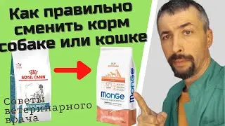 Как переходить на другой корм