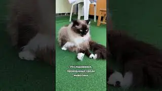 Опасно ли котам дышать дымом от сигарет? 🙀