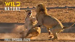 NGORONGORO CRATER | The Arena of Survival for the Lords of the Savannah | Animal documentary