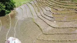THE Rice fields: