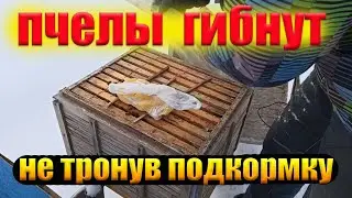 Пчелы гибнут зимой не тронув подкормку  Что делать?