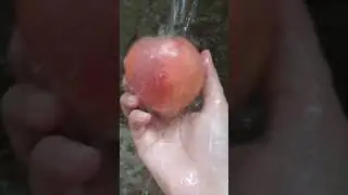 Peach fruit Washing #shortsfeed  #ytshorts #youtubeshorts #yt #asmr #fruit #peach #washing