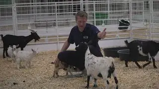 State Fair of Texas petting zoo a fan favorite