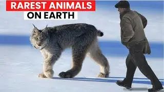 10 Unique and Rare Animals You Must See to Believe