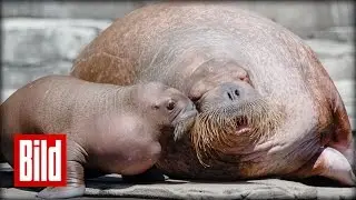 Süßes Walross-Baby - Zum ersten Mal mit Mama im Wasser (Hagenbeck / Tierpark)